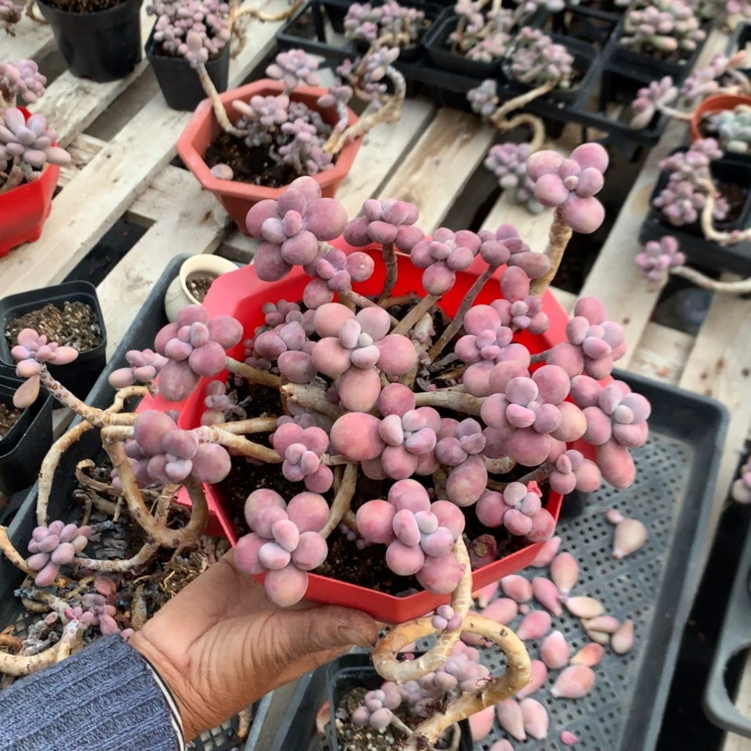 桃蛋老桩有砍不带盆50号