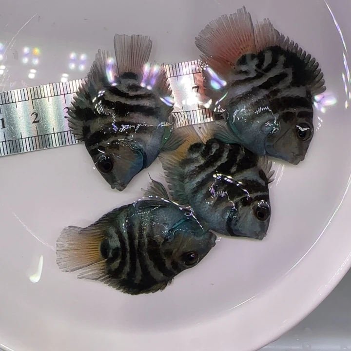 短鲷鱼无*谓宝蓝两公两母5