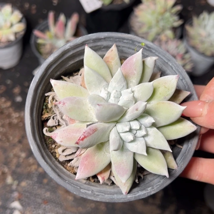 628哈哈哈哈哈哈哈