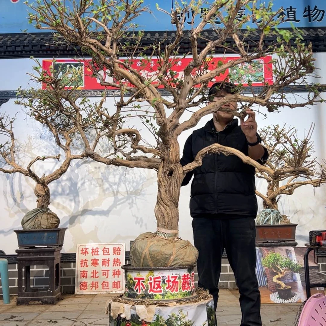 无花朵金银花开花6885555888