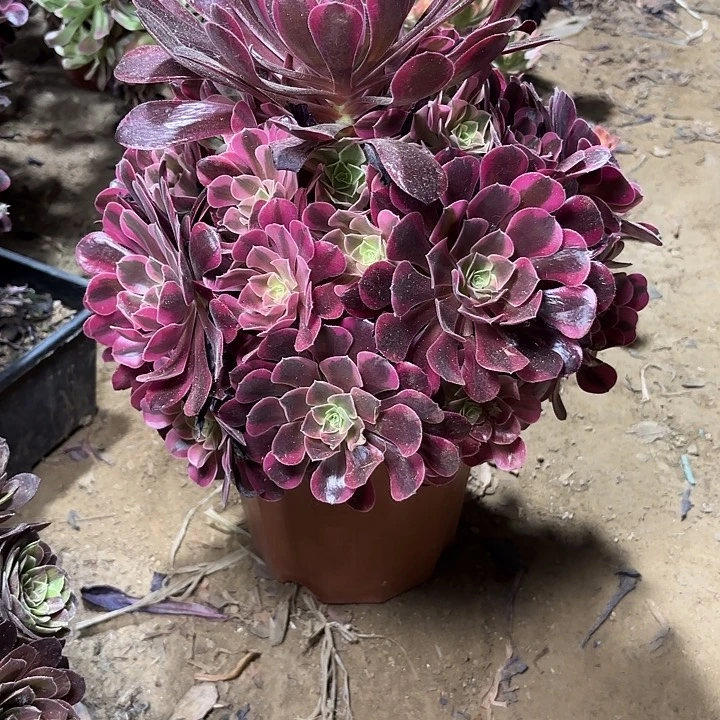 我****物多肉植物金丝雀104