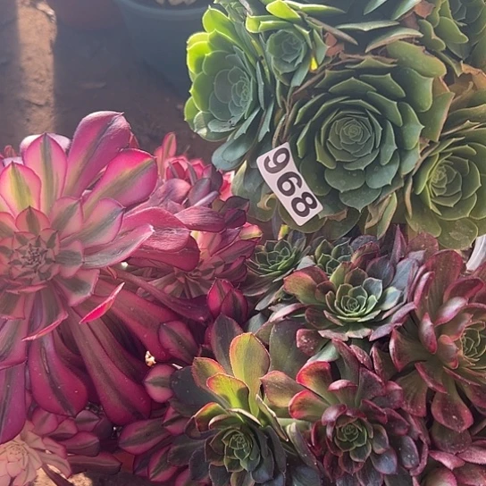 咖*?多肉植物三个