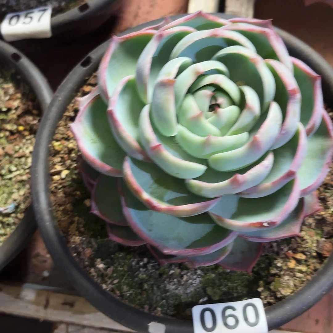 钩子哥福利专场060