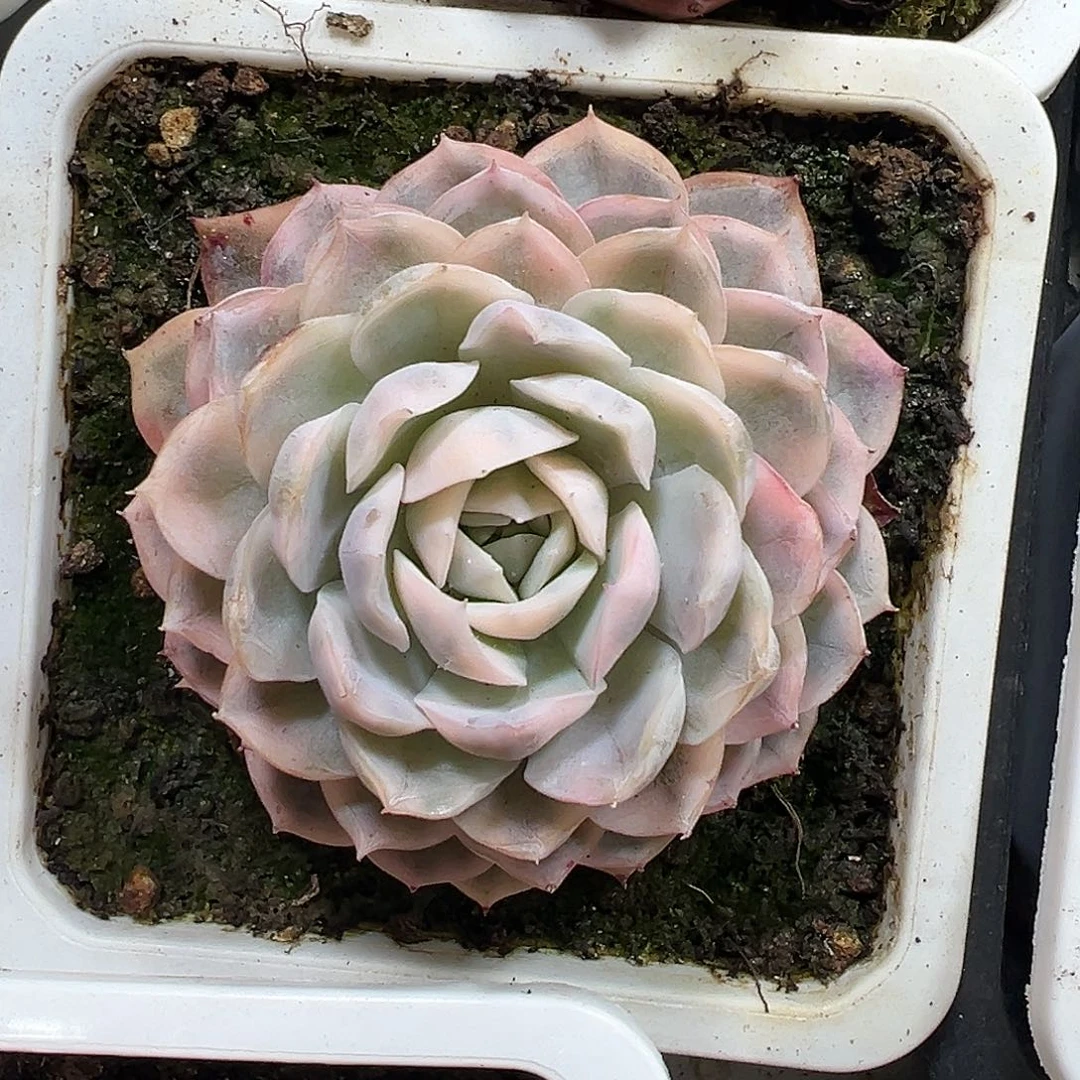 雪球锦多肉植物锦