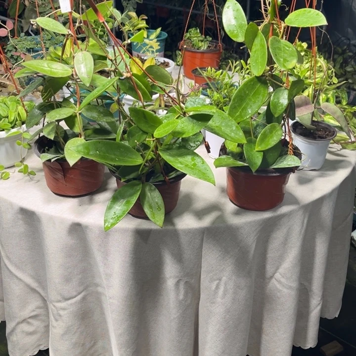 球兰直播间一物一拍