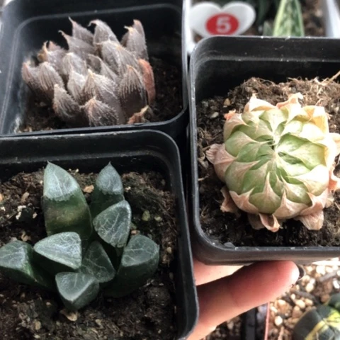 克里克特毛玉露樱水晶杂3盆一起