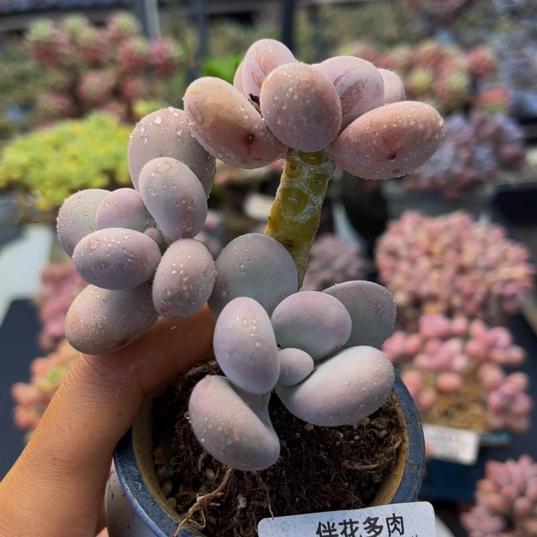 089-原始奶多肉6cm