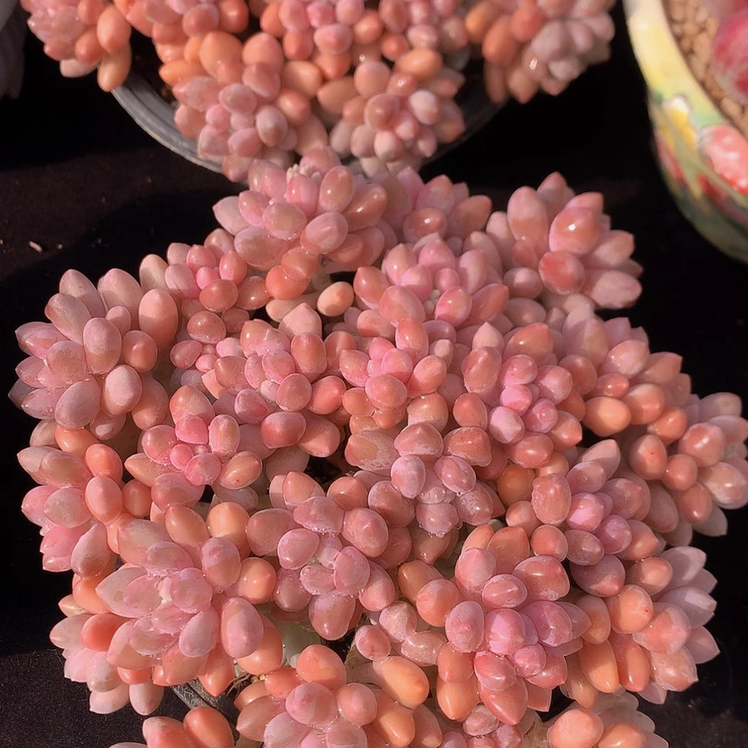 星黛露多肉一物一拍