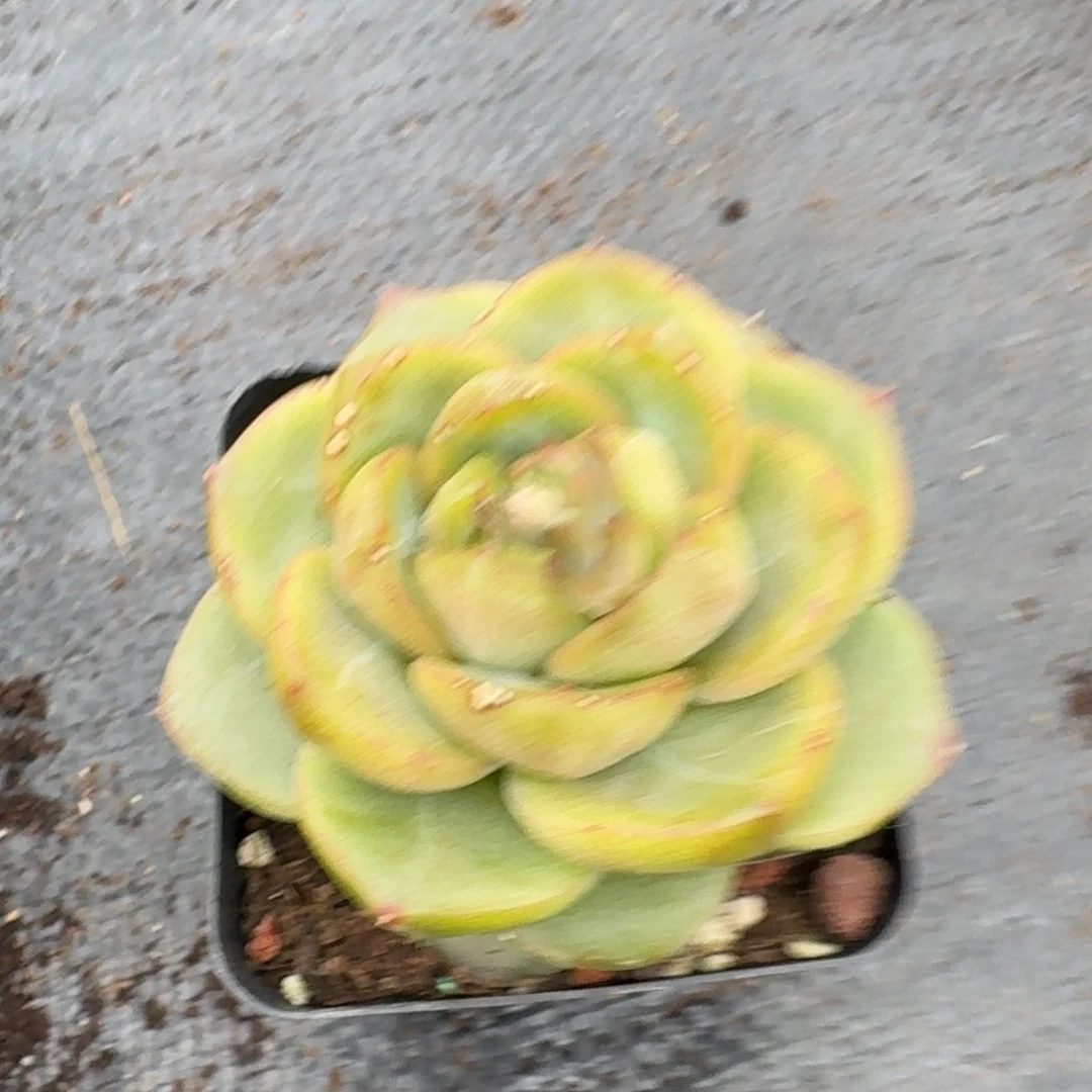 翡翠珍妮一颗量拍23-91