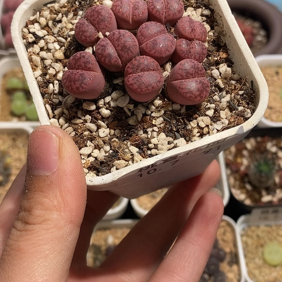 小*1007-91-紫柘榴福利。