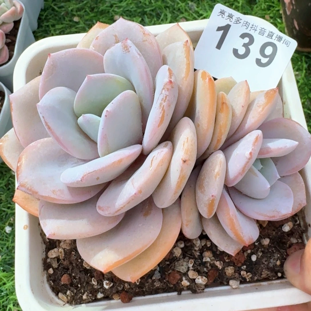 奶茶韩版         多肉植物