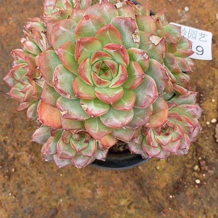 清***91419叶伤不售后特～12厘米