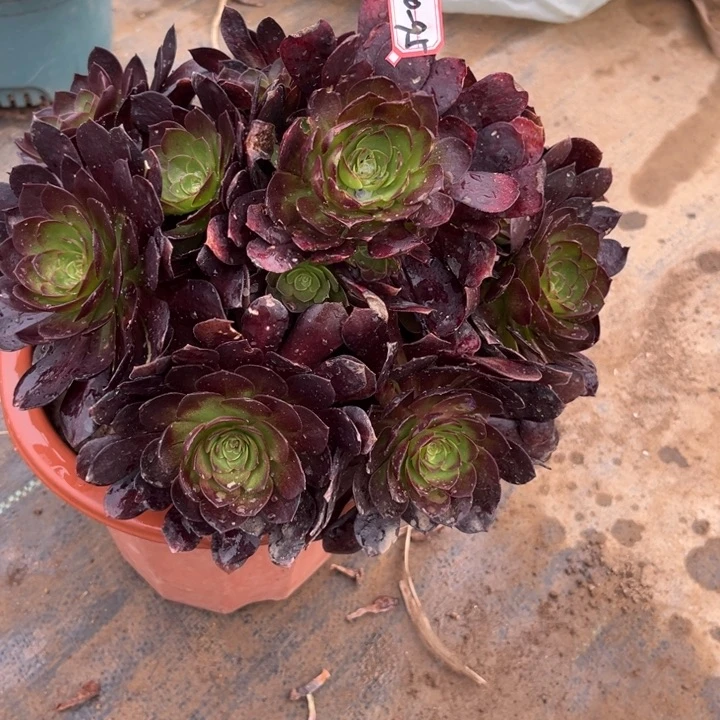 20-95赤焰莲叶片干吧多肉植物