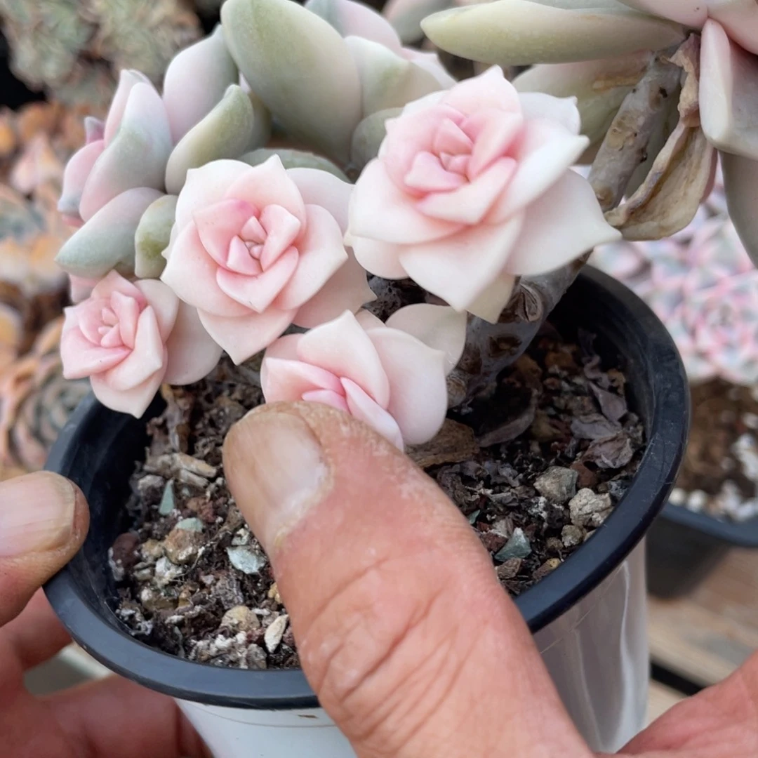 安****然淘多肉紫乐锦一个