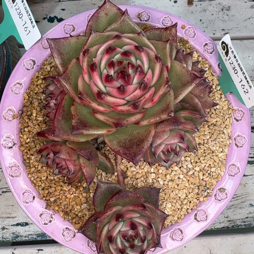 从前慢多肉精选编号1230.162