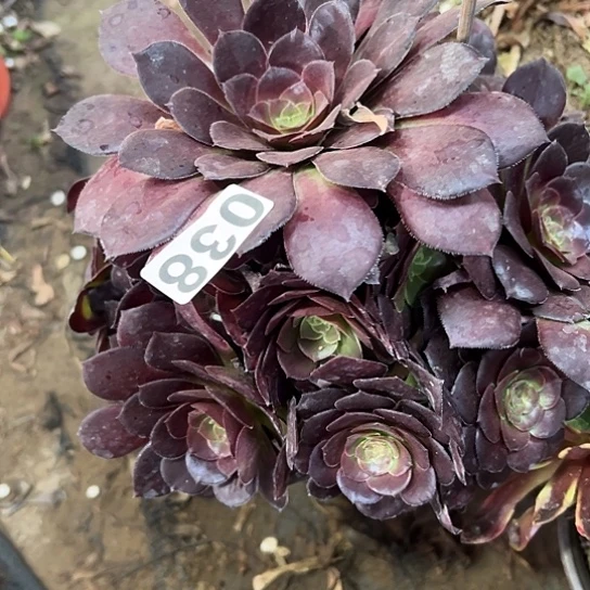 福*多肉植物一个