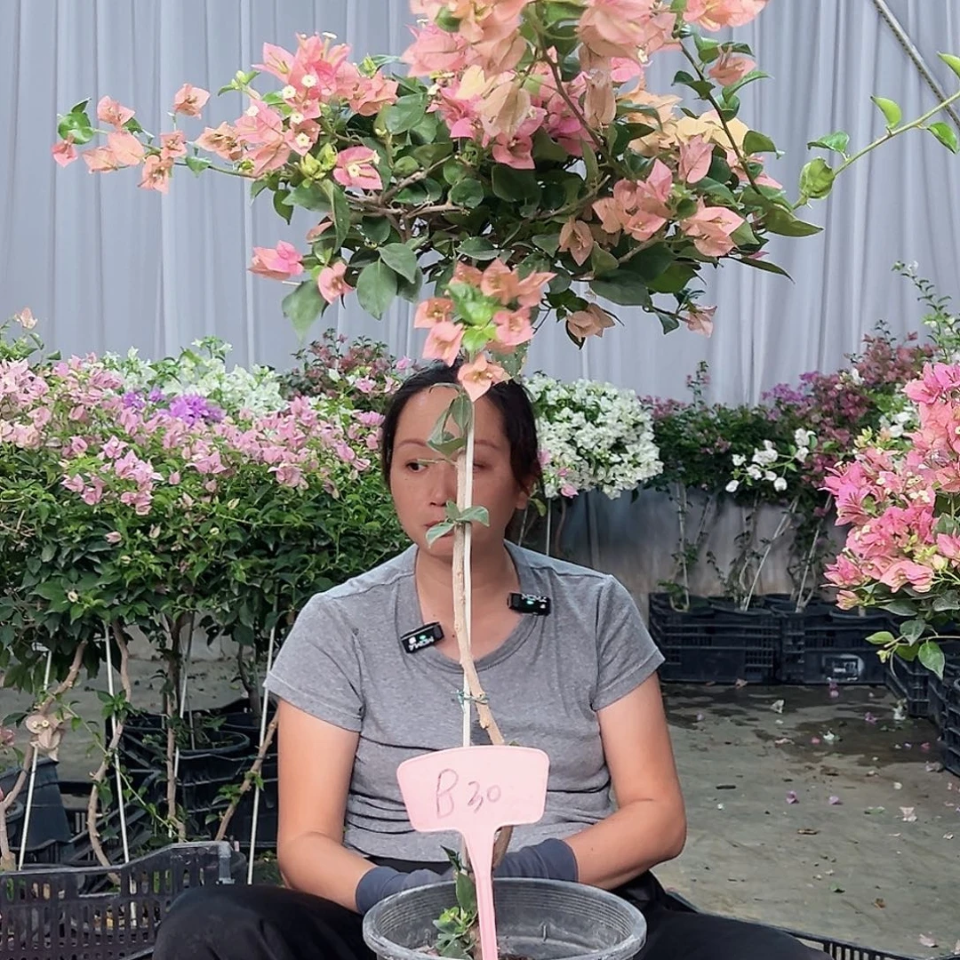 唯***一当前无花栽培后可以开花B30米罗