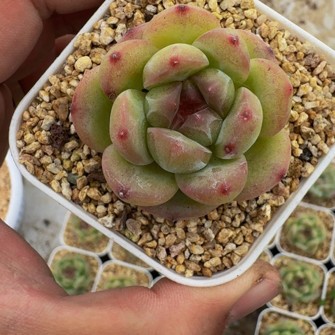 F系列美人新品 一物一拍