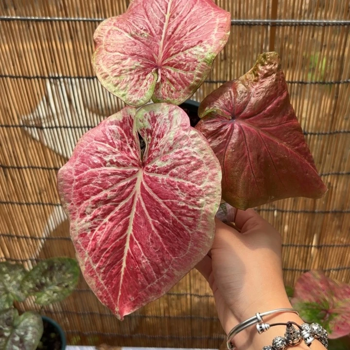 大富翁泰国彩叶芋11-0731