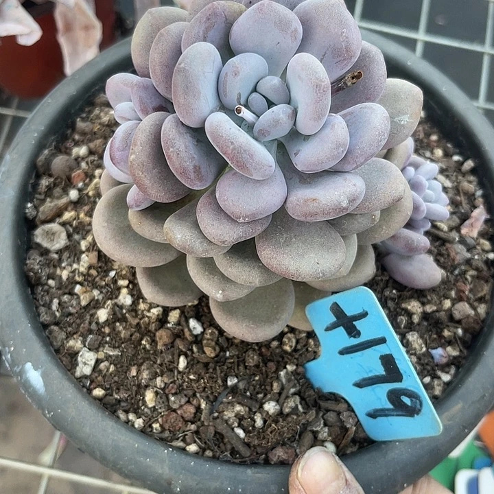 两单包邮，一物一拍179月美人