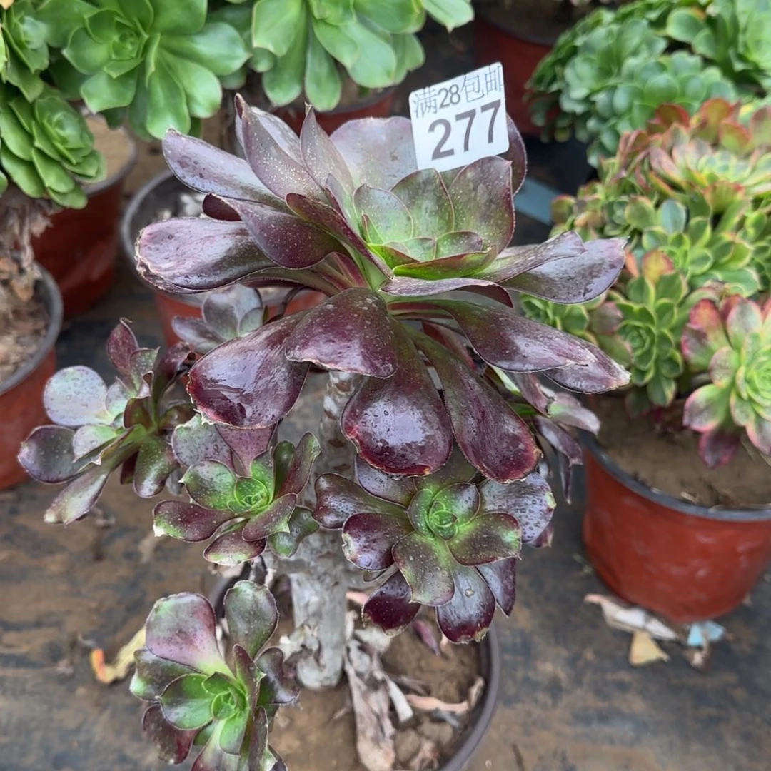 巫毒多肉277满28包邮断枝不包