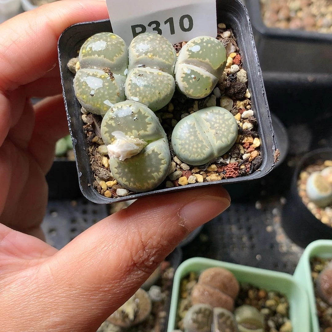 P310多肉植物保护