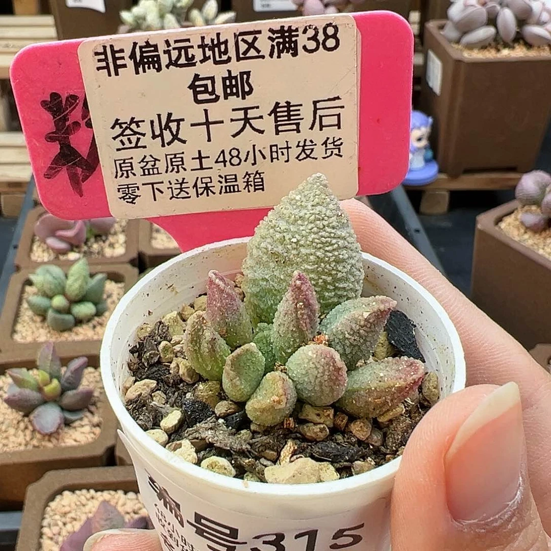 果***妈315冰魄多肉植物