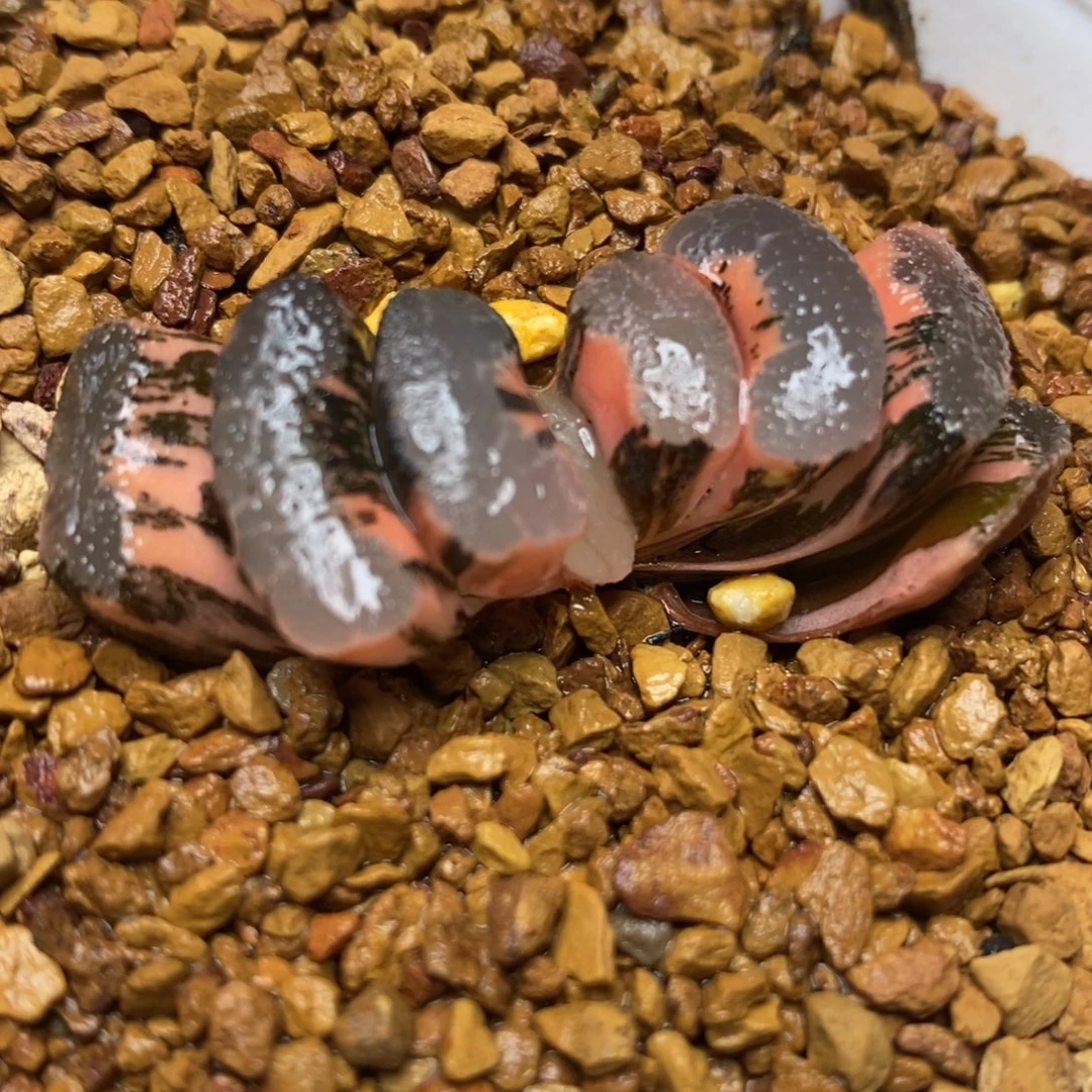 94浮藻玉扇锦一物一拍