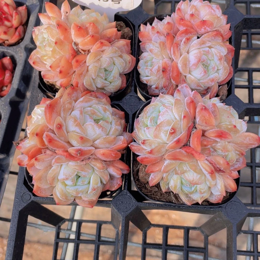 1343号 果冻珍妮冰魄群一个