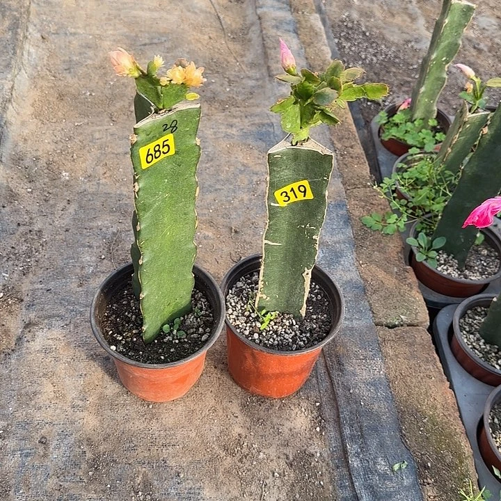 685+319嫁接蟹爪兰：028+038