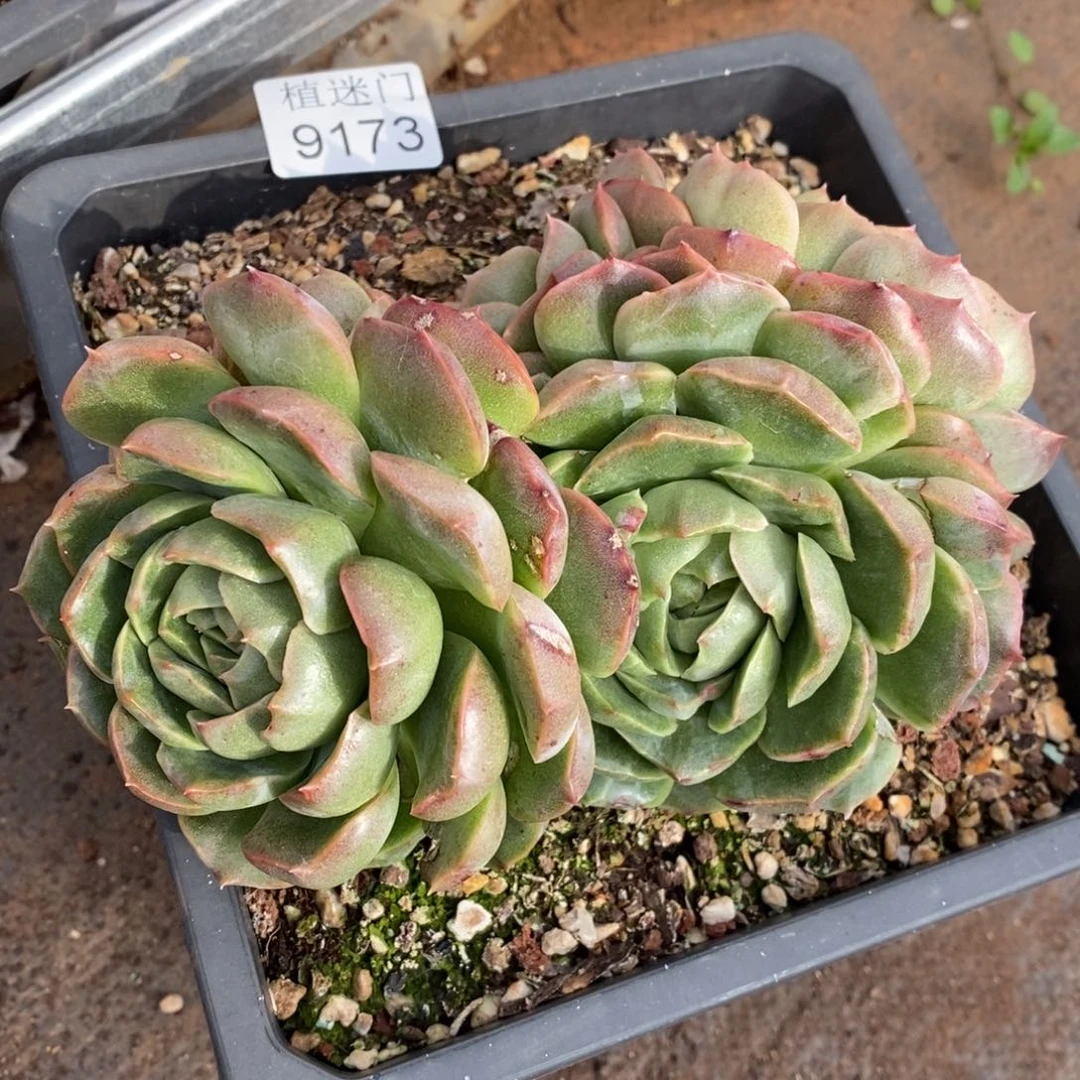 易***心杂交精品多肉~9173~14厘米