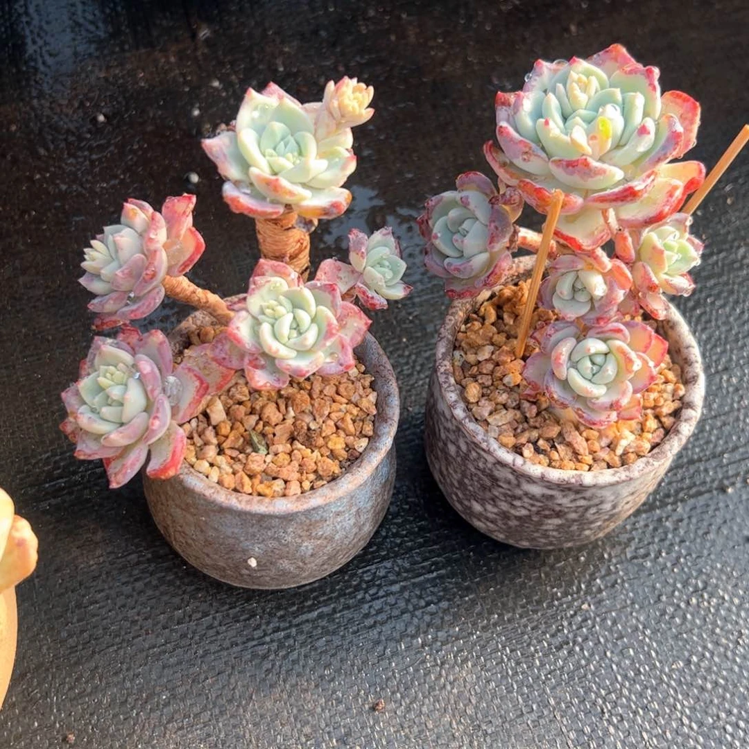 ?****?千山雪10零零多肉植物