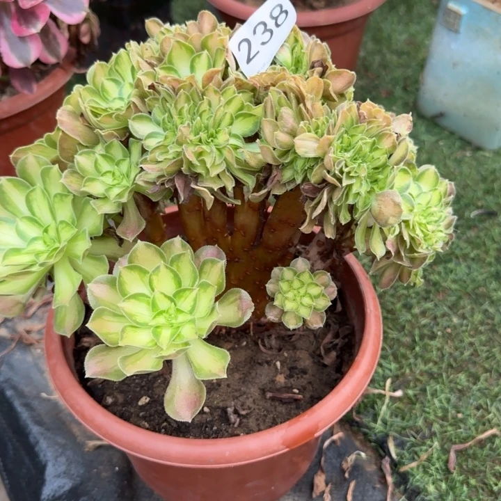 韶华法师锦自然朵朵缀化238