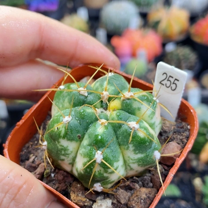 盆5公分满25包邮裸根发货