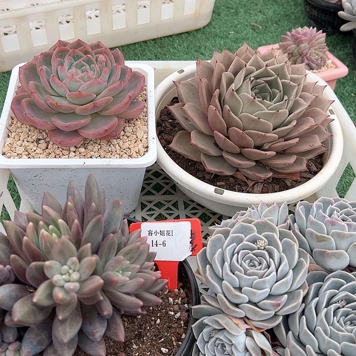 14.6一筐多肉植物