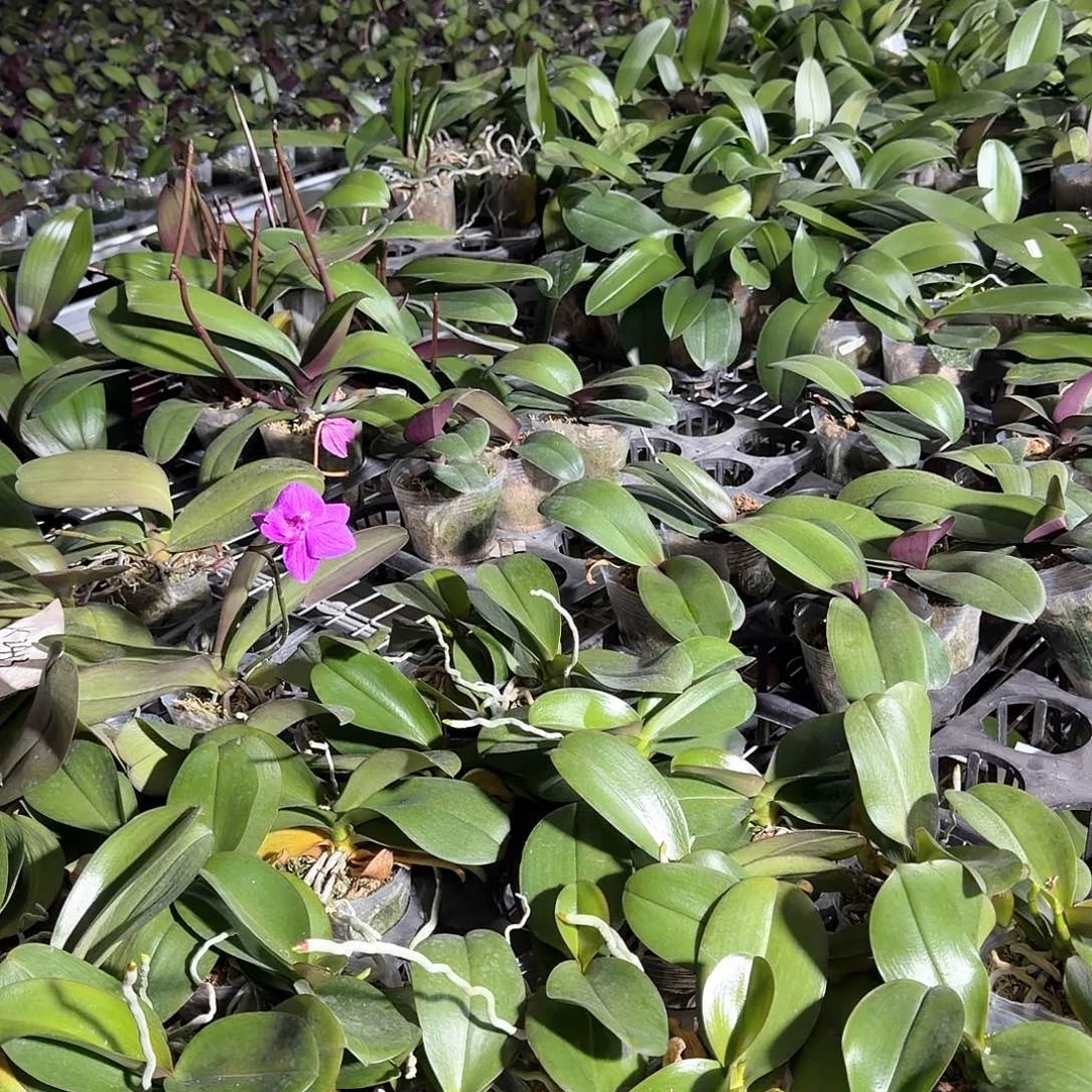 用***9无花朵梗多多➕拉蒙