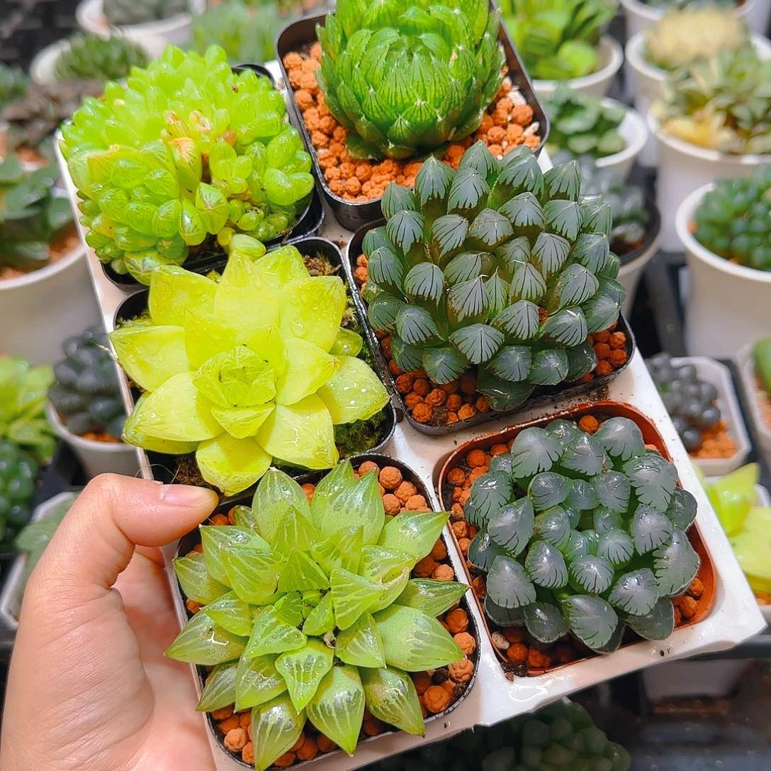 玉露六件套多肉，原盆