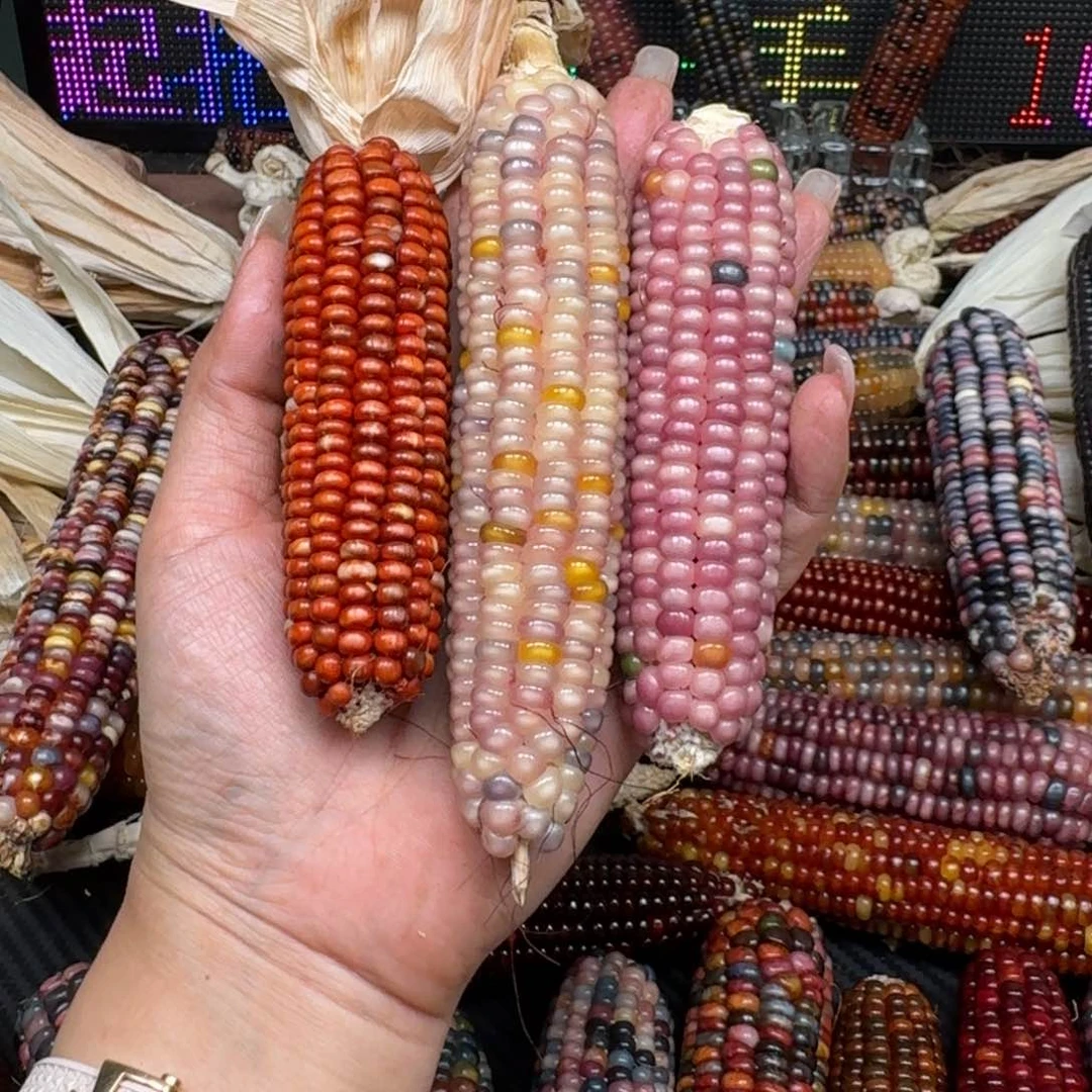 柏香籽/百香籽吊坠D****u