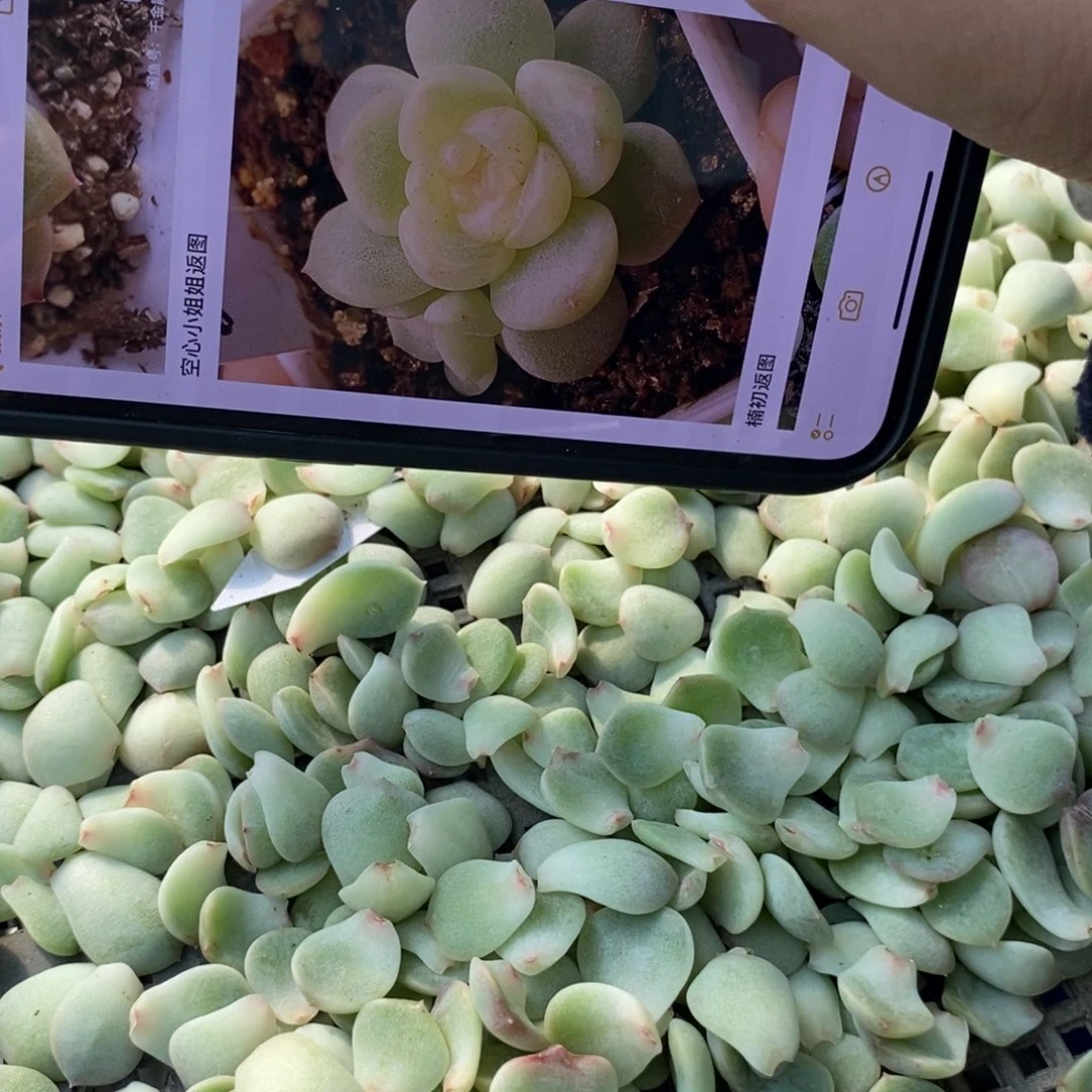 纯叶片甜心717一片多肉叶子