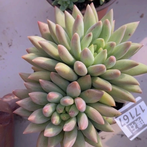 水晶球17167多肉植物