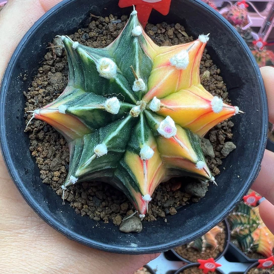163-肋骨锦带盆土发货