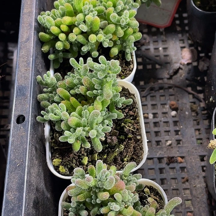 冰晶枝干带盆土发