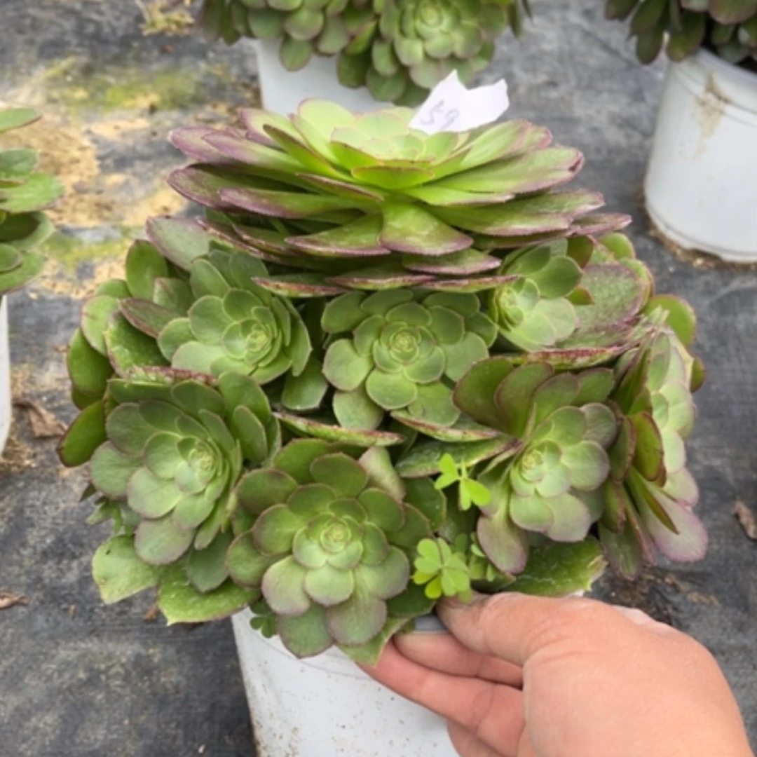 【闪购商品】59莎啦碗多肉法师