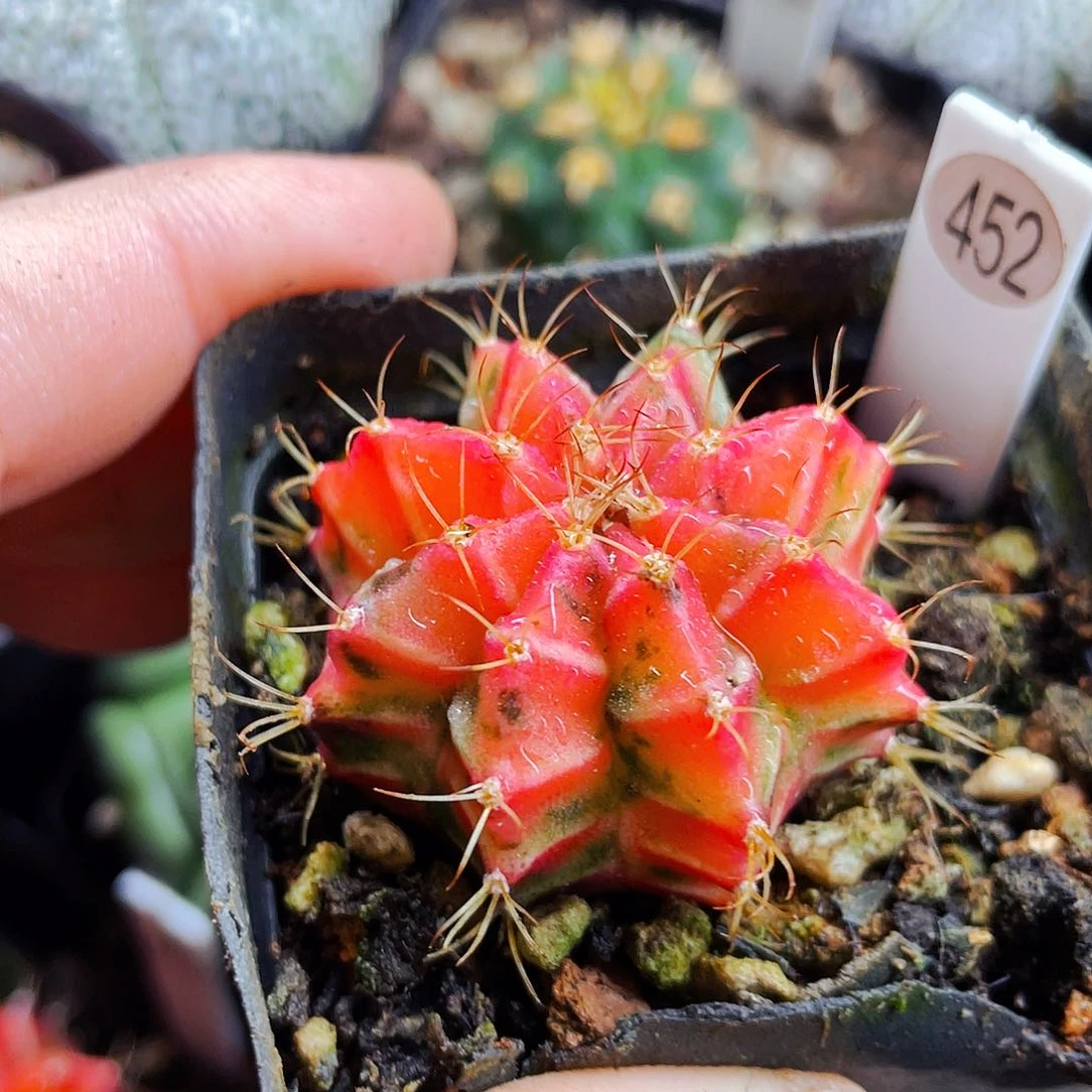 非偏远地区满25包邮仙人球