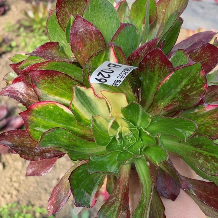 29魅影七彩嫁接多肉12345678