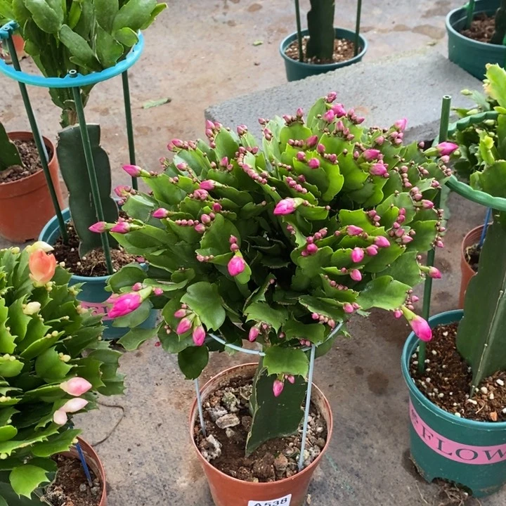 当前无花栽培后可以开花535嫁接砂轮