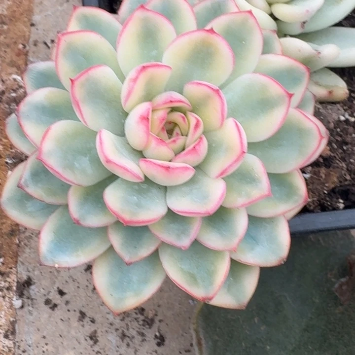 雨燕座锦一物一拍