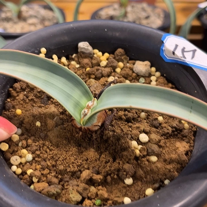 汤圆植物151百岁兰