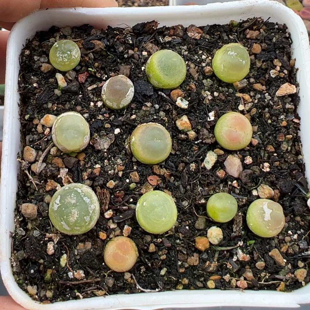 伏**。1.22好看的多肉154