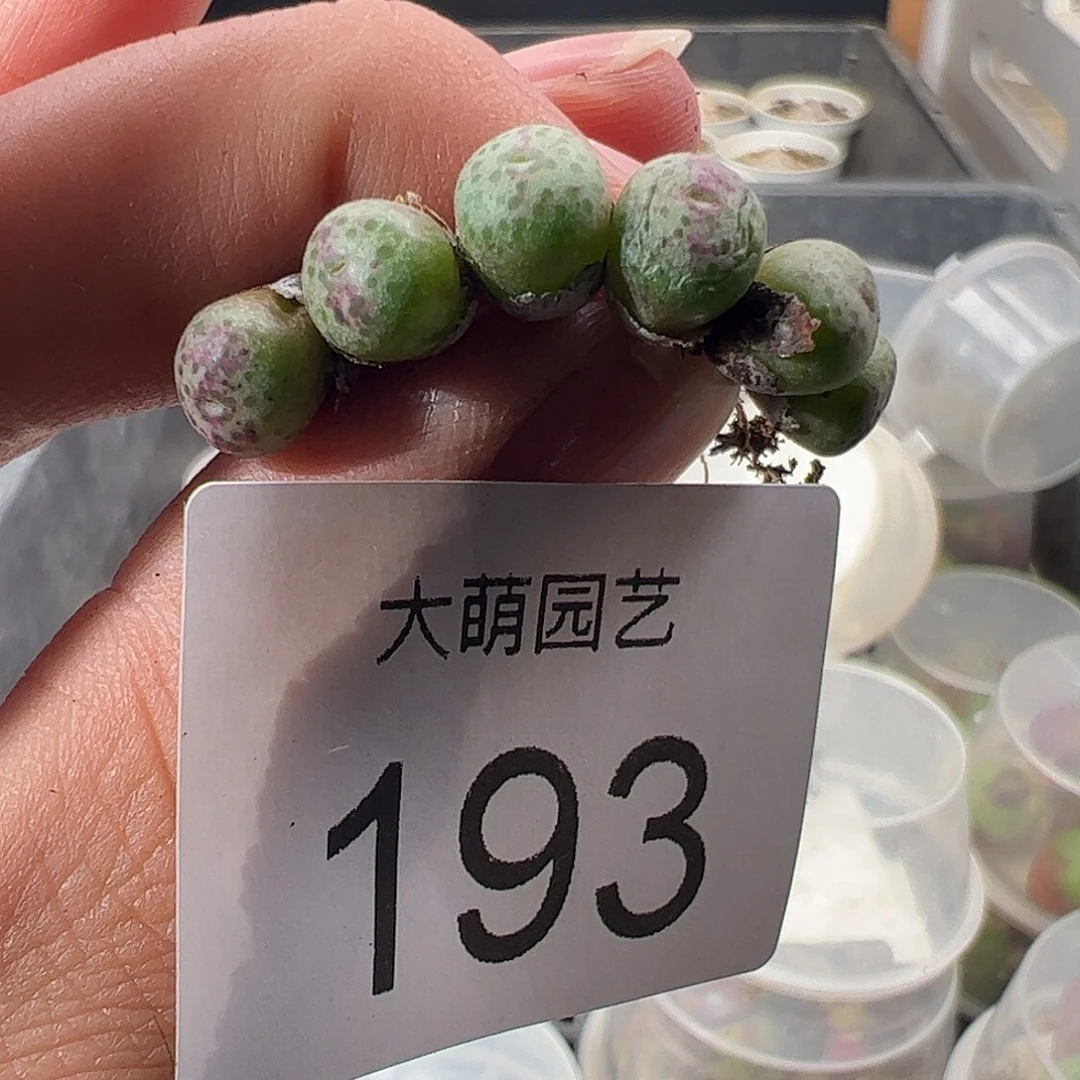 一物一拍。      193